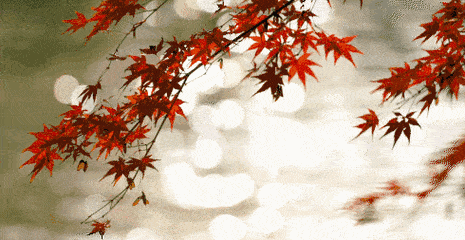 d01acb28d66f408892038ea0c4d8a60a.gif